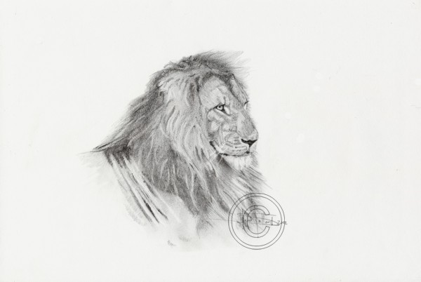 Pencil & Charcoal Study of Lion Male Headstudy